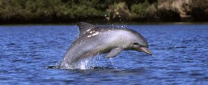 Indo-Pacific bottlenose dolphin