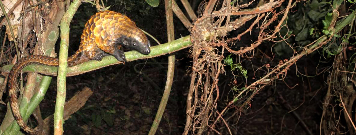 long-tailed pangolin