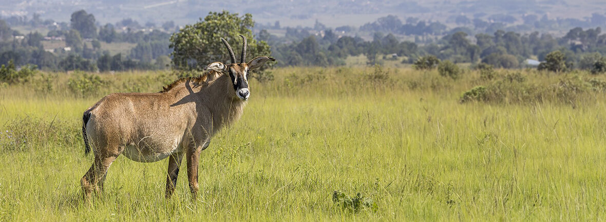 roan antelope