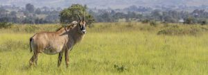 roan antelope