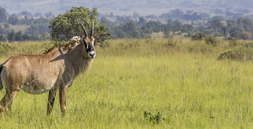roan antelope