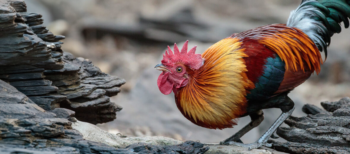 red junglefowl