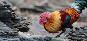 red junglefowl