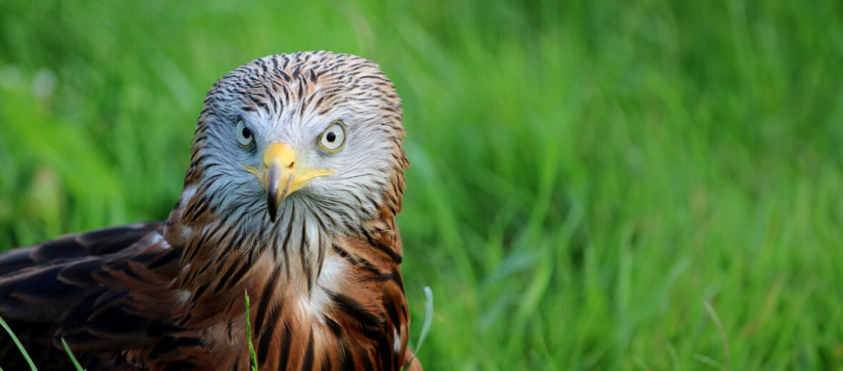 red kite