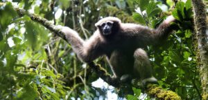 Skywalker hoolock gibbon