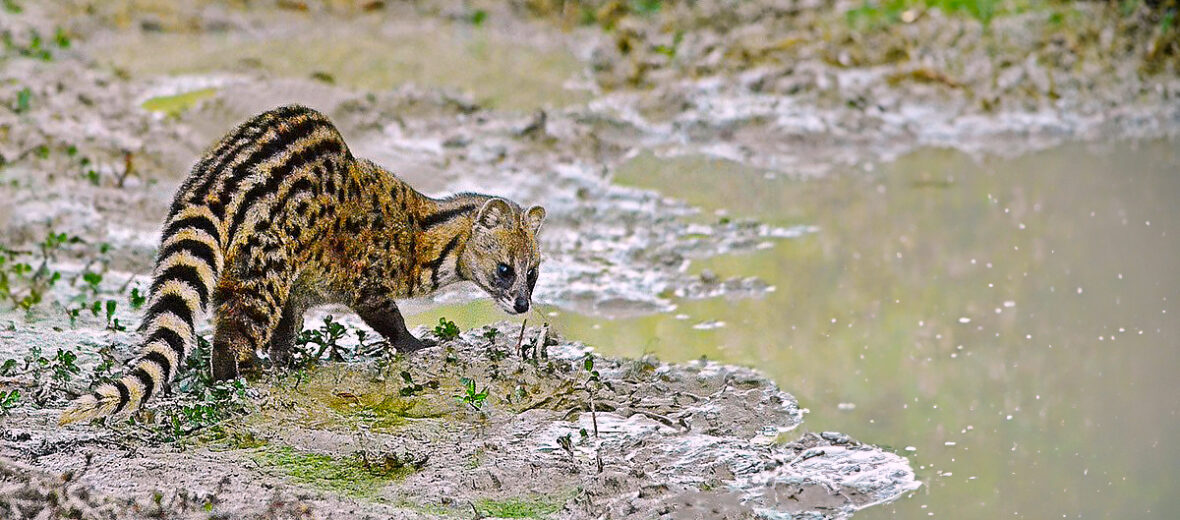 small Indian civet