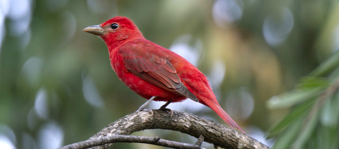 summer tanager