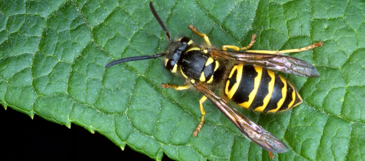 yellowjacket