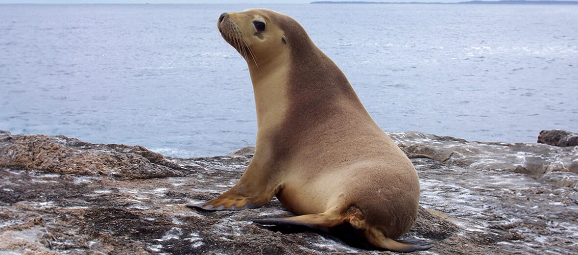 Australian sea lion