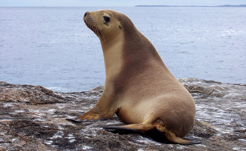 Australian sea lion