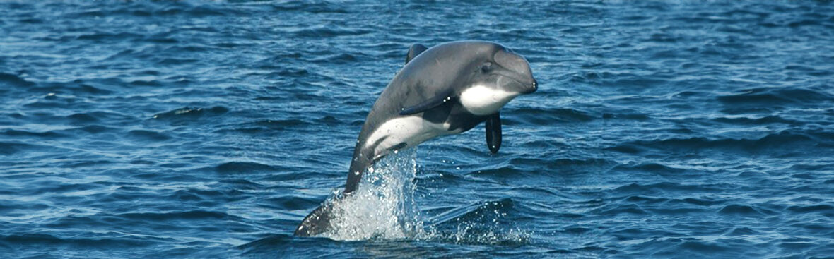 Chilean dolphin