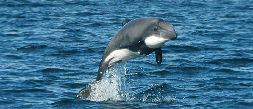 Chilean dolphin