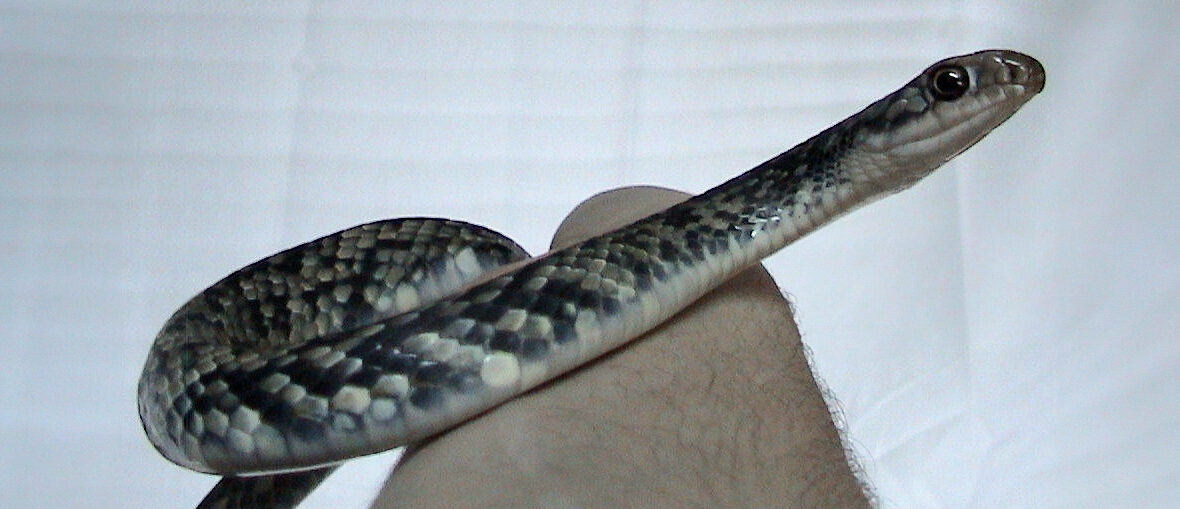 eastern racer