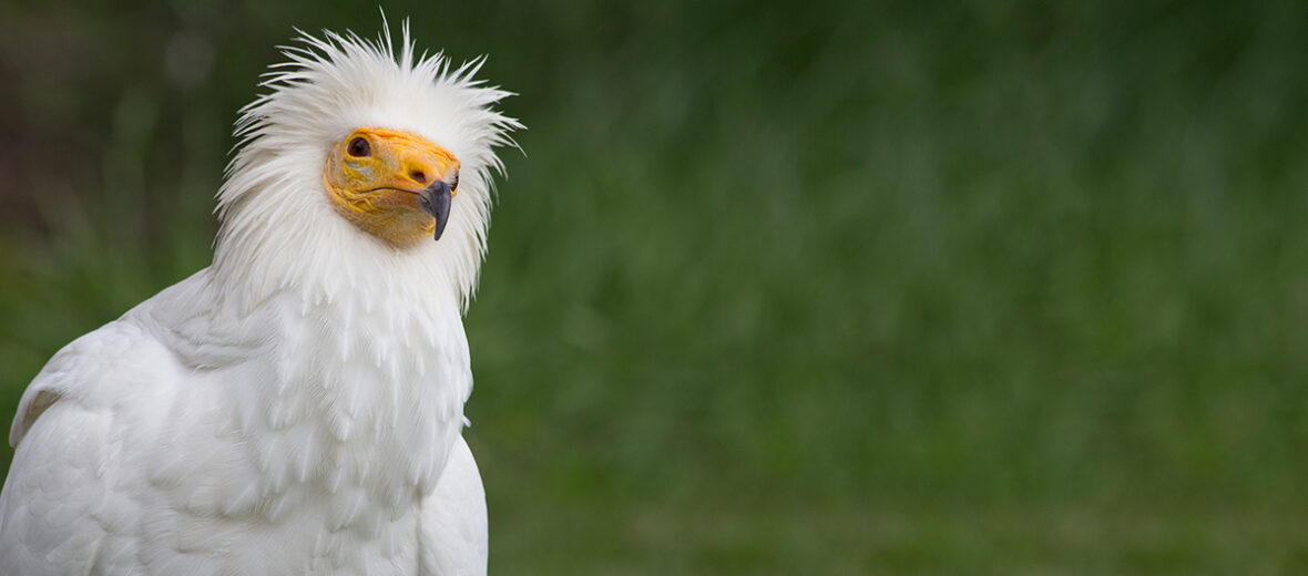 Egyptian vulture