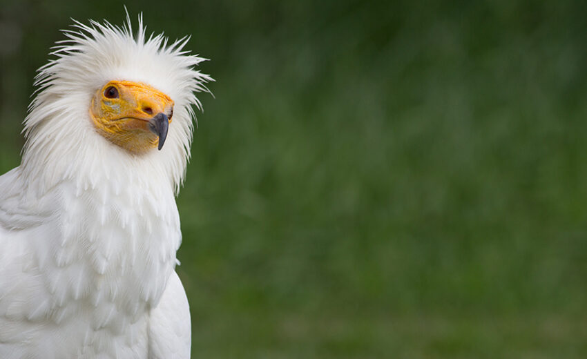 Egyptian vulture