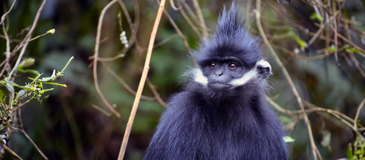 François' langur