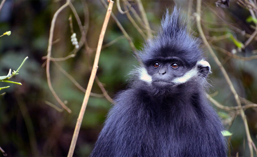 François' langur