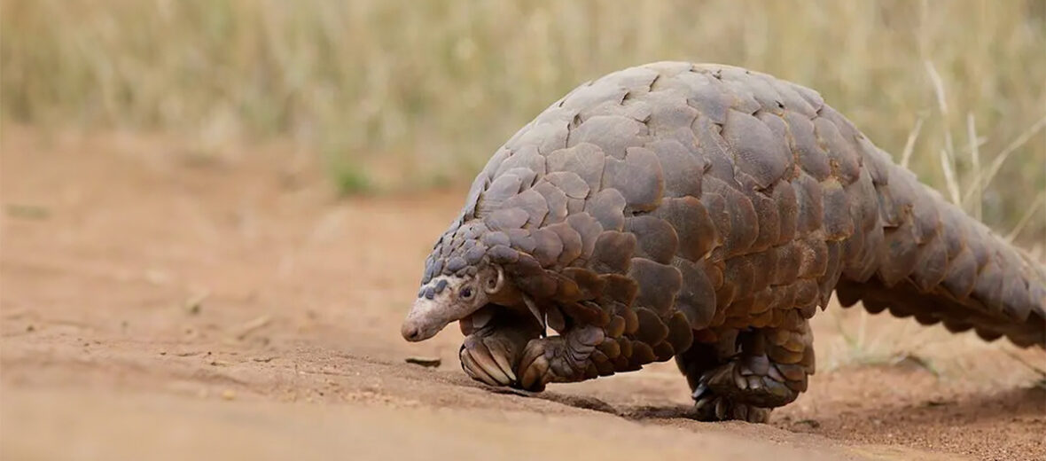 giant pangolin