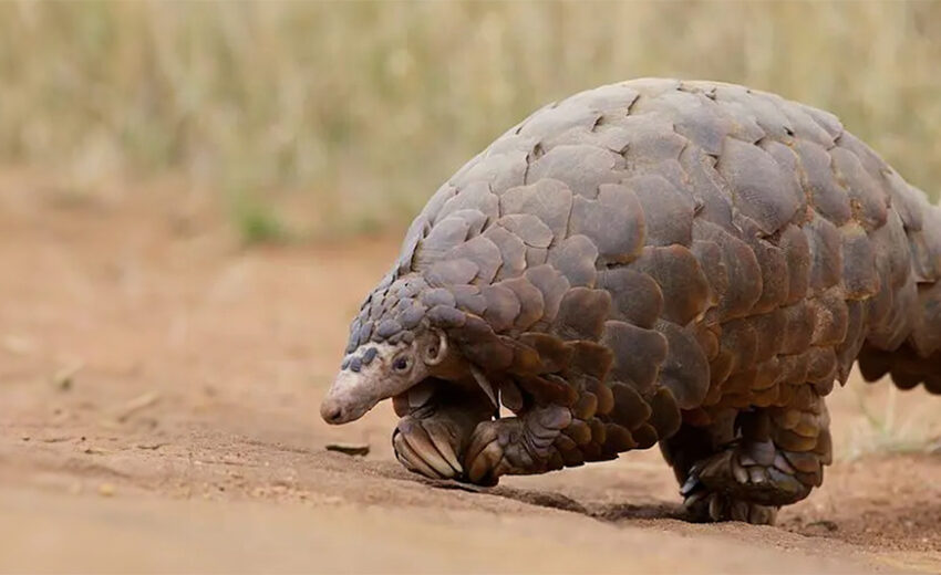 giant pangolin