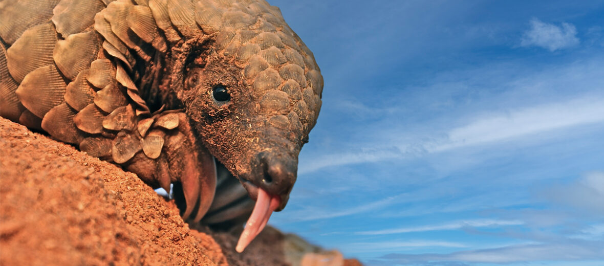 ground pangolin