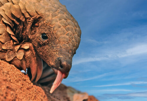 ground pangolin