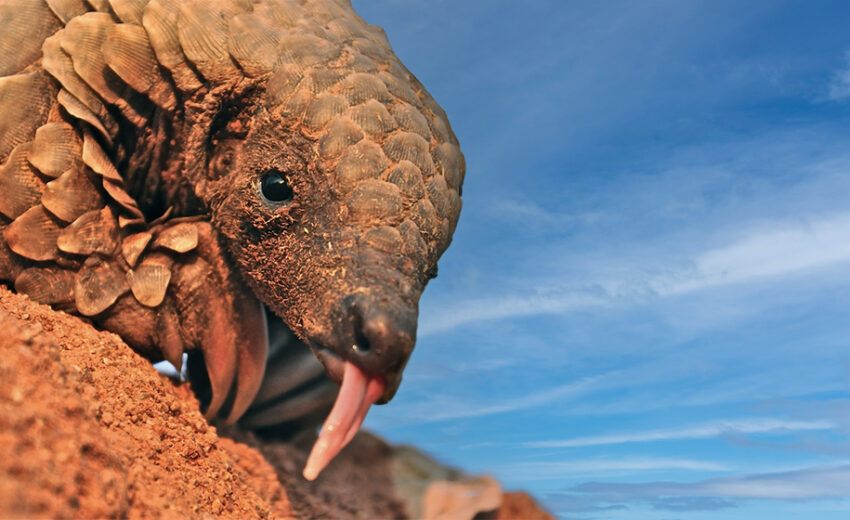 ground pangolin