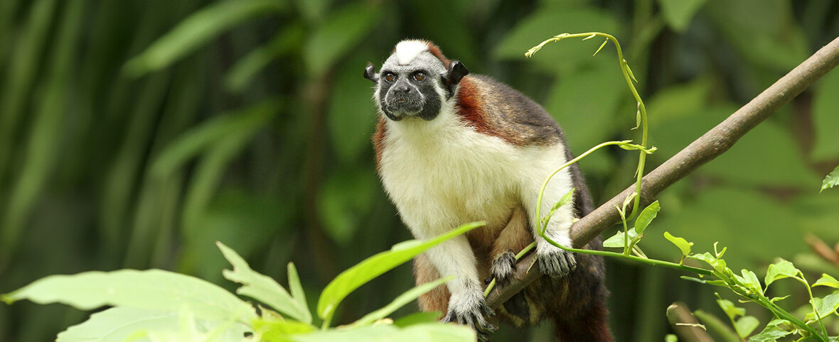 Geoffroy's tamarin