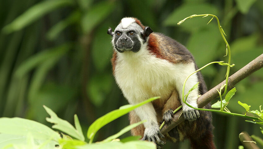 Geoffroy's tamarin