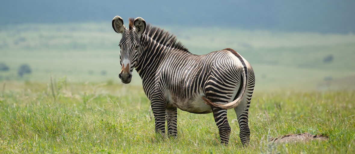 Grevy's zebra