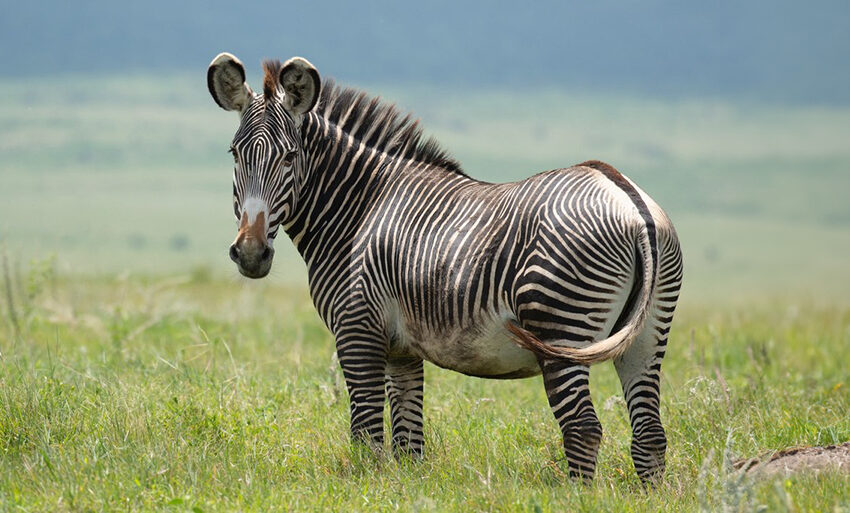 Grevy's zebra