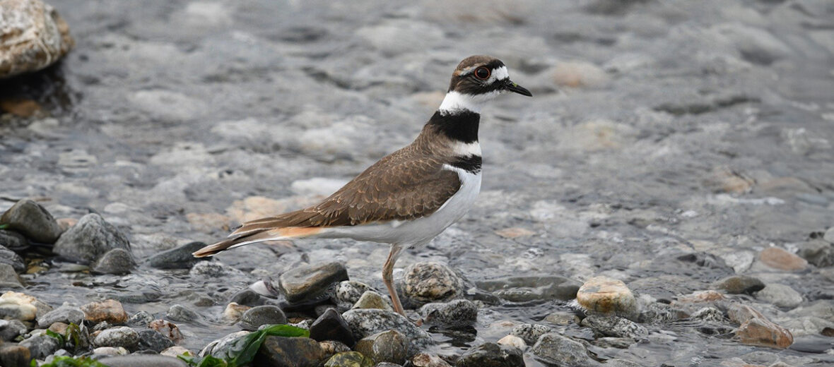 killdeer