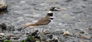 killdeer