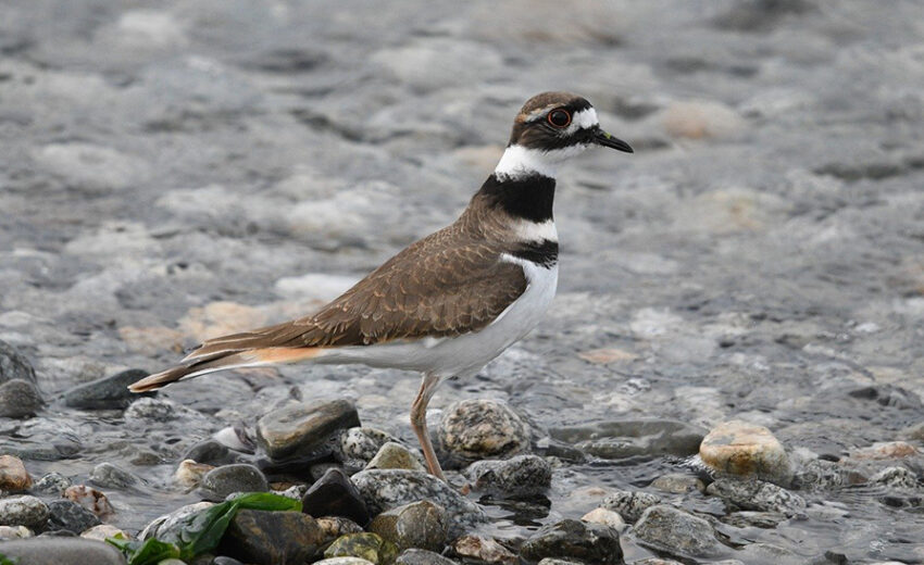 killdeer