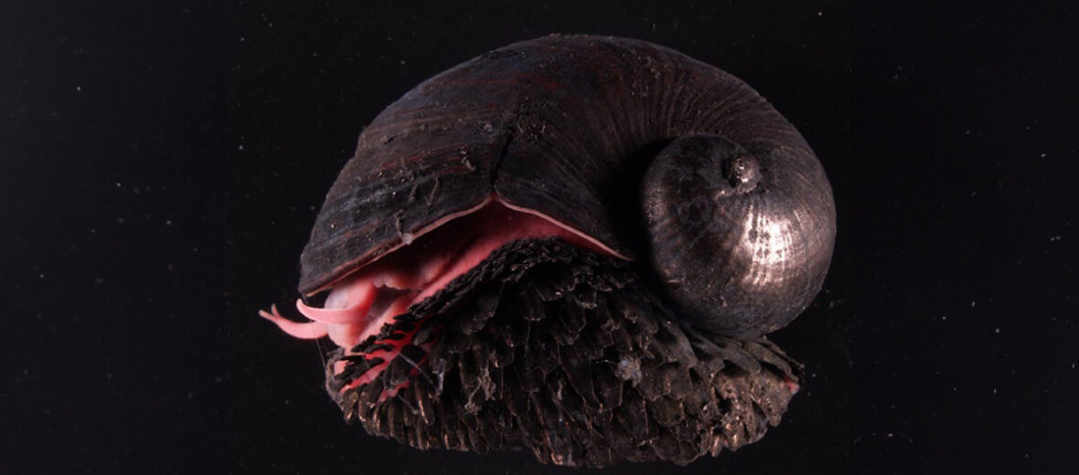 scaly-foot gastropod