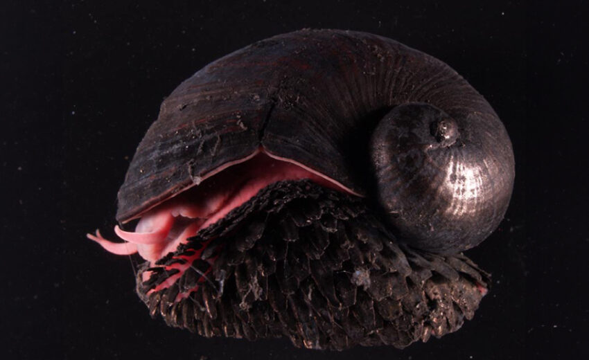 scaly-foot gastropod