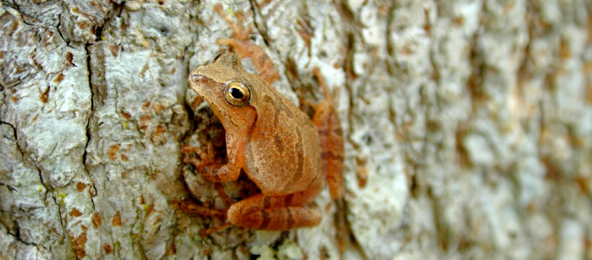 spring peeper