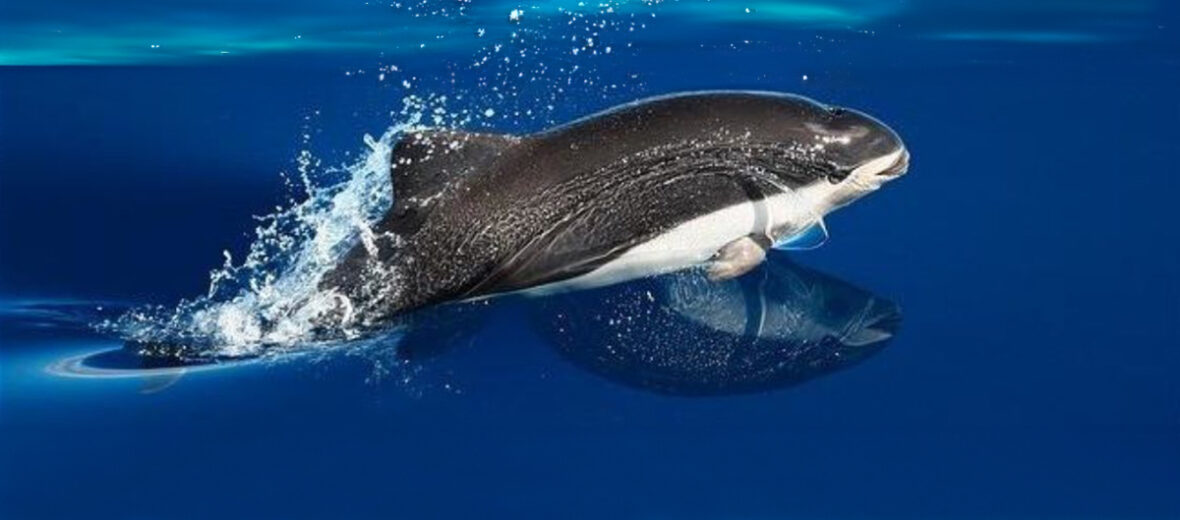 spectacled porpoise