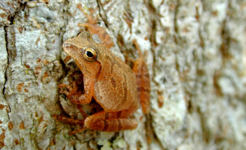 spring peeper