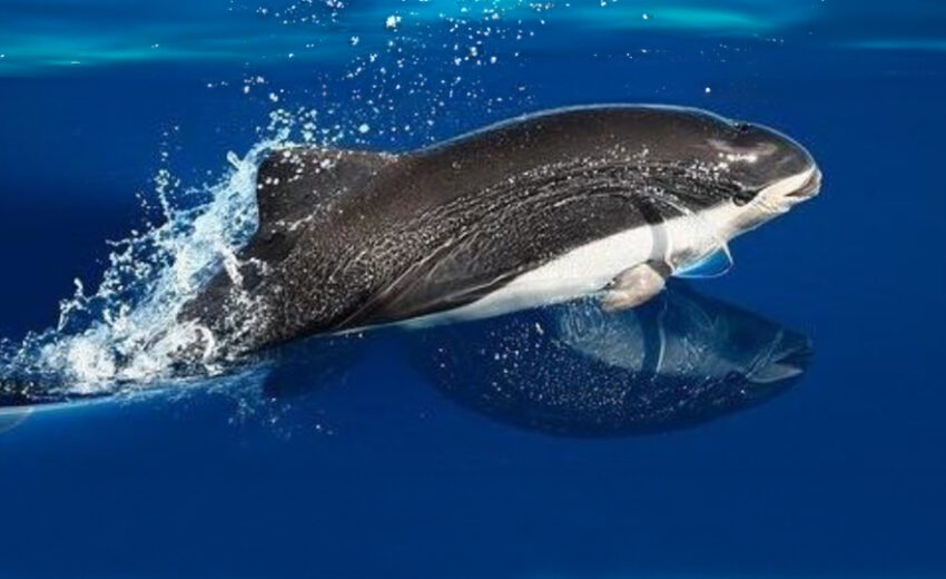 spectacled porpoise