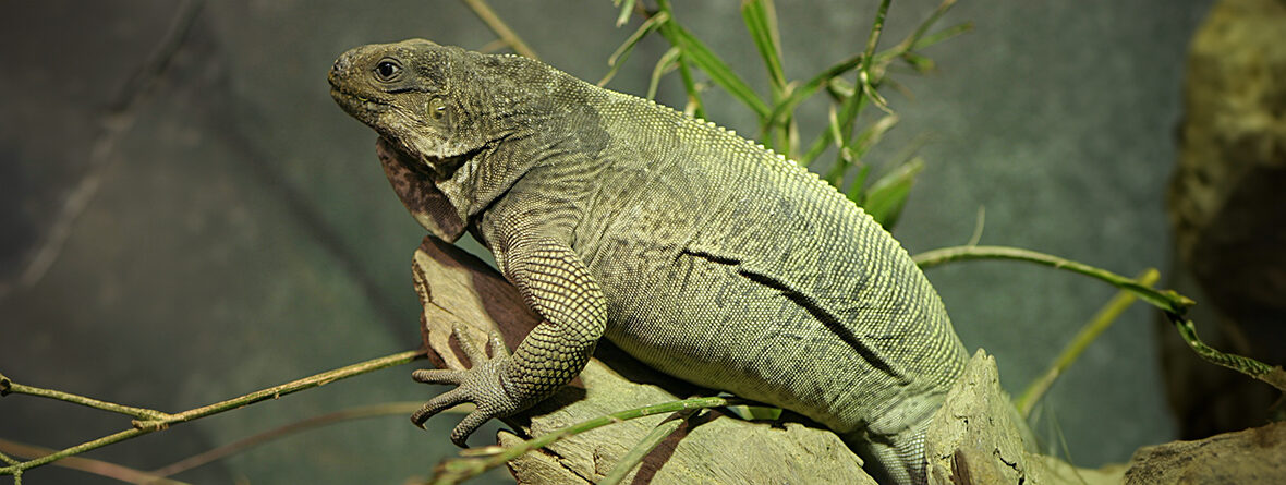 Anegada rock iguana