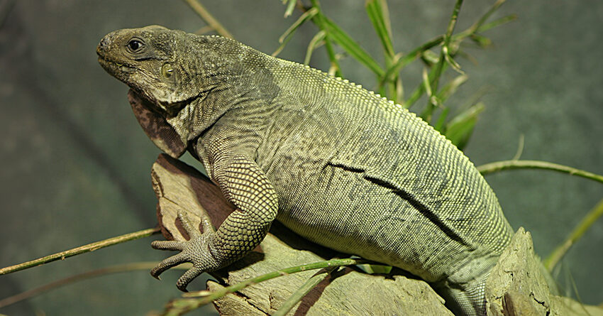 Anegada rock iguana