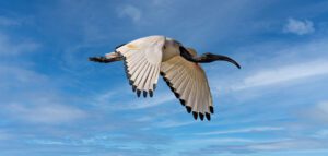 African sacred ibis