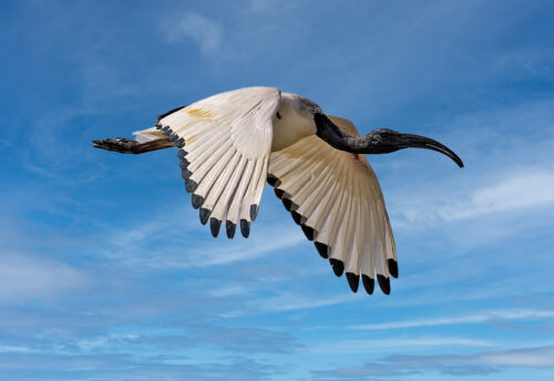 African sacred ibis