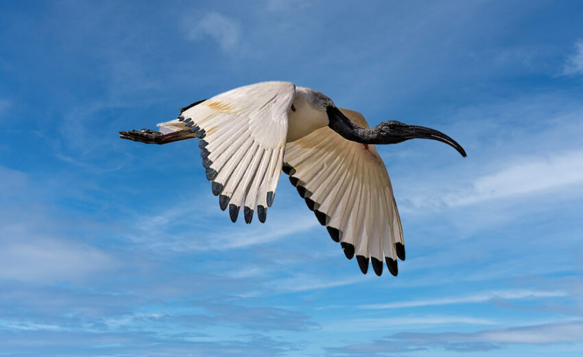 African sacred ibis