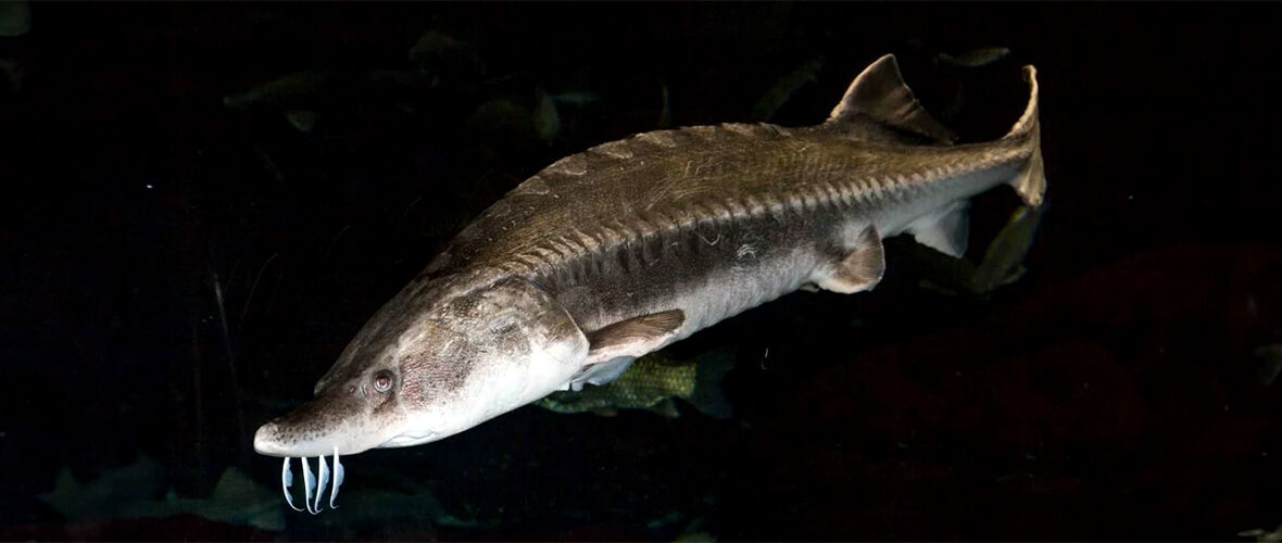 beluga sturgeon