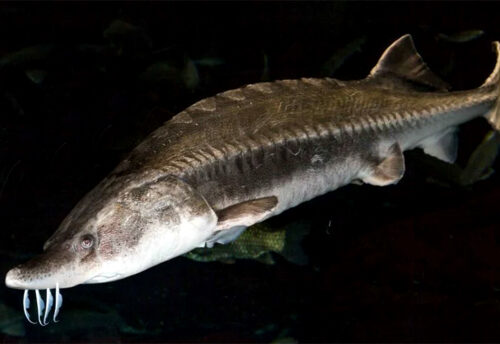 beluga sturgeon