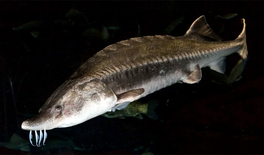 beluga sturgeon