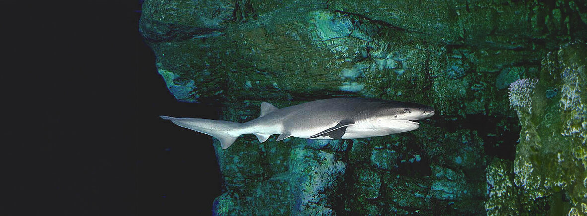 broadnose sevengill shark