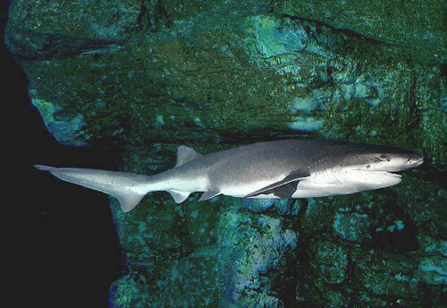 broadnose sevengill shark