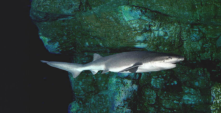 broadnose sevengill shark